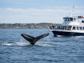 New England whale watching