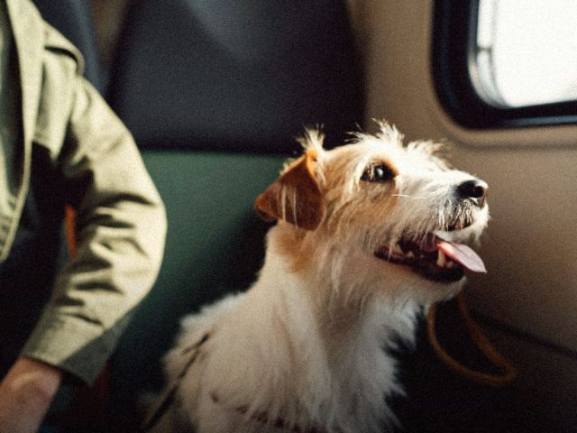 Terrier sitting in an aircraft seat, private jets for pets